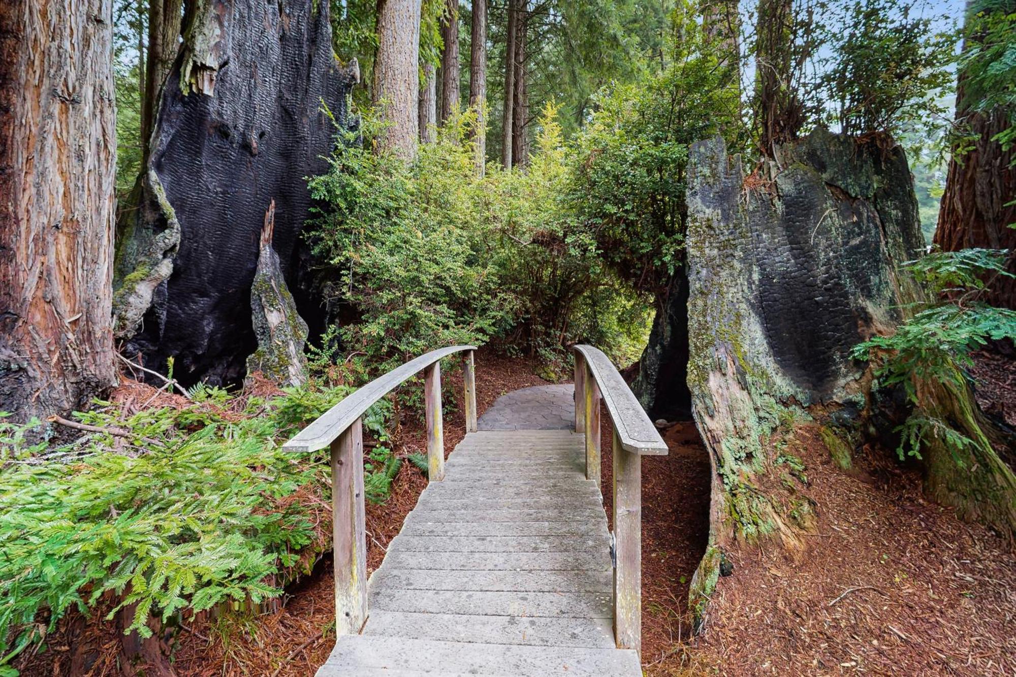 Serene Redwood Retreat Arcata Exteriér fotografie